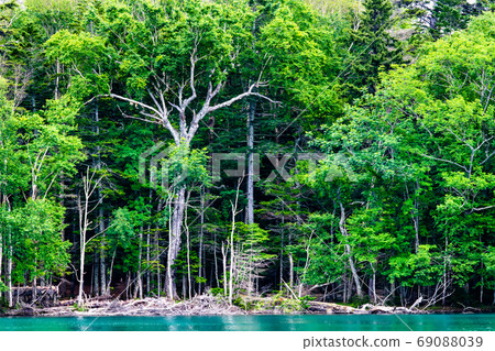 北海道阿修羅町Onneto（翠綠的湖面和原始森林） 69088039