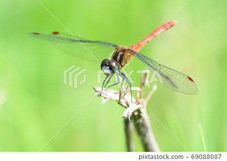 Himekane (male) 69088087