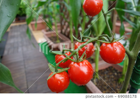 在屋頂陽台上園藝成熟的紅櫻桃西紅柿 在屋頂陽台上園藝成熟的紅櫻桃西紅柿 69088178