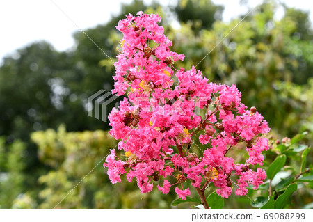 縐紗花 縐紗花 69088299