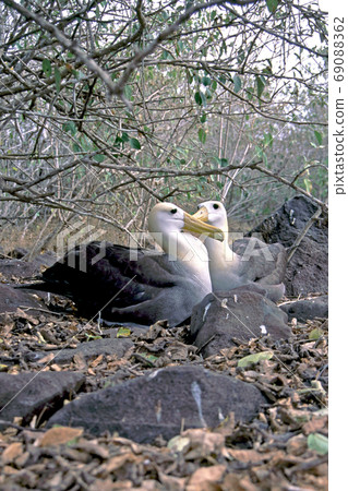 Galapagos albatross Galapagos albatross 69088362