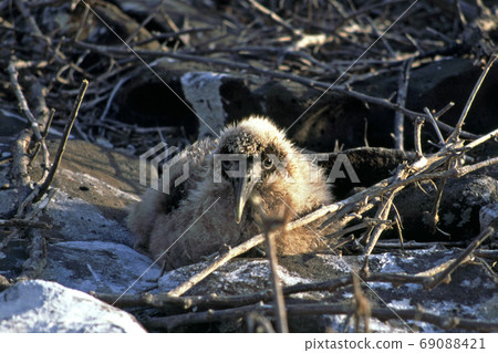 加拉帕戈斯信天翁 加拉帕戈斯信天翁 69088421