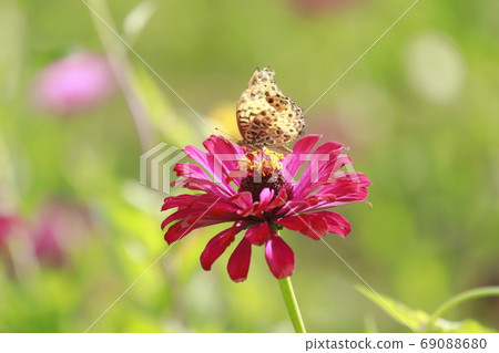 A fritillary butterfly that sips the nectar of zinnia A fritillary butterfly that sips the nectar of zinnia 69088680