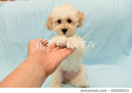 Malupu's hands 69088683