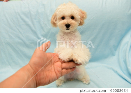 Malupu's hands Malupu's hands 69088684