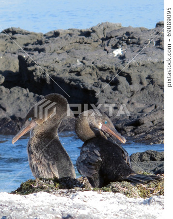 Galapagoscovaneu Galapagoscovaneu 69089095
