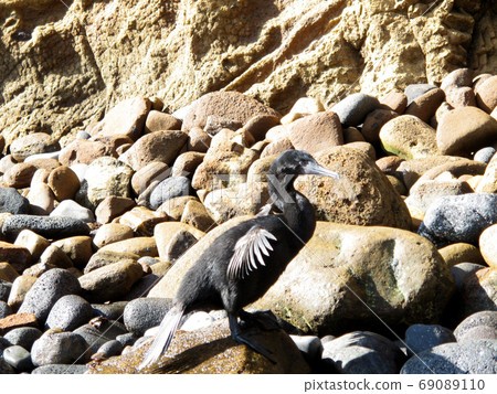 Galapagoscovaneu 69089110