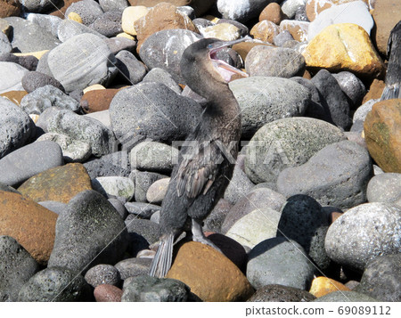 Galapagoscovaneu 69089112