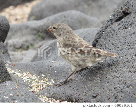 Birds representing Galapagos 69089161