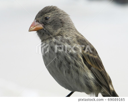 Birds representing Galapagos 69089165