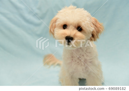 Marupu Marupu 69089182