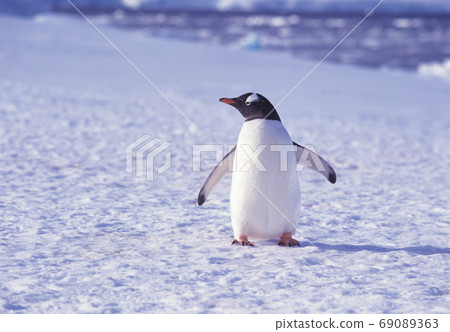 Zen Two Penguin Antarctica Zen Two Penguin Antarctica 69089363