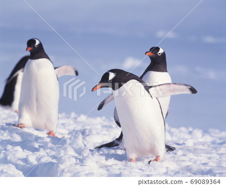 Zen Two Penguin Antarctica Zen Two Penguin Antarctica 69089364