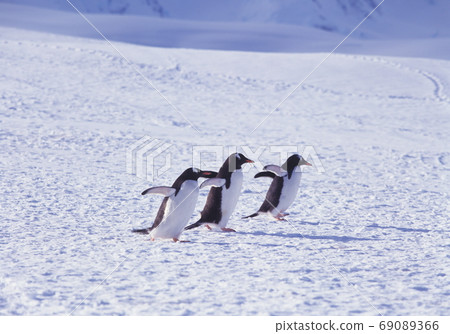 Zen Two Penguin Antarctica Zen Two Penguin Antarctica 69089366