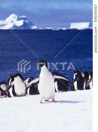 阿德利企鵝南極洲 69089367