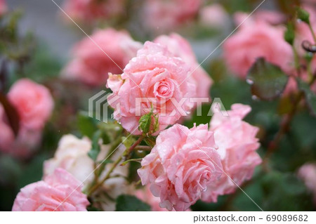 Rose flowers 69089682