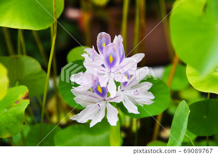 屋頂陽台上的生物群落布袋草鮮花盛開 69089767