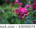 Roses 69090074