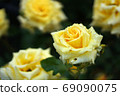Roses 69090075