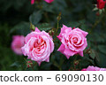 Roses 69090130