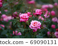 Roses 69090131