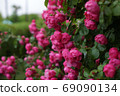 Roses 69090134