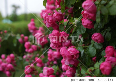 Roses Roses 69090134