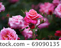 Roses 69090135