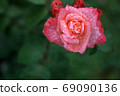 Roses 69090136