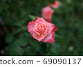 Roses 69090137