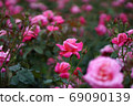 Roses 69090139