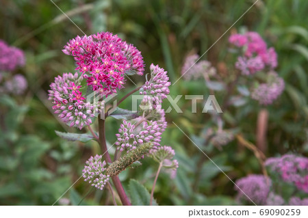 Hylotelephium triphyllum flower or Sedum Stonecrop 69090259