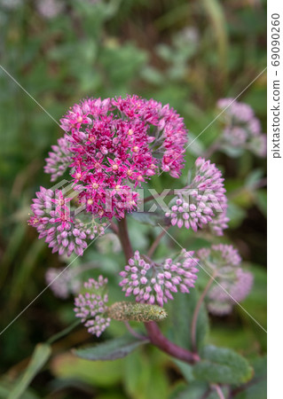 Hylotelephium triphyllum flower or Sedum Stonecrop 69090260