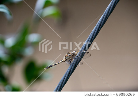 Dragonfly 2 resting on an electric wire Dragonfly 2 resting on an electric wire 69090269