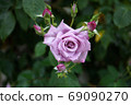 Roses 69090270
