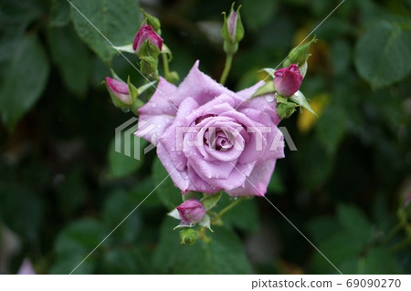 Roses Roses 69090270