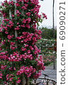 Roses 69090271
