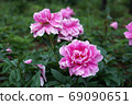 Peony of peony 69090651