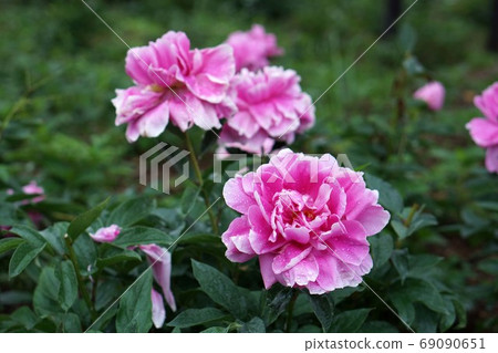 Peony of peony Peony of peony 69090651
