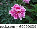 Peony of peony 69090839