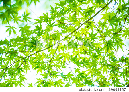 Fresh green Fresh green 69091167