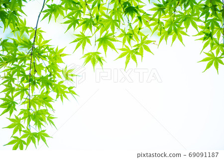 Fresh green Fresh green 69091187