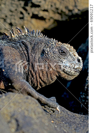 Umiguanah 69091217