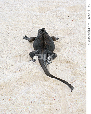 海鬣蜥 海鬣蜥 69091259