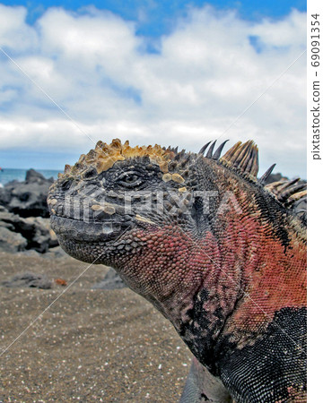 海鬣蜥 69091354