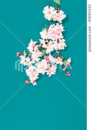 Pink sakura or cherry flowers branch in bloom on Pink sakura or cherry flowers branch in bloom on 69091432