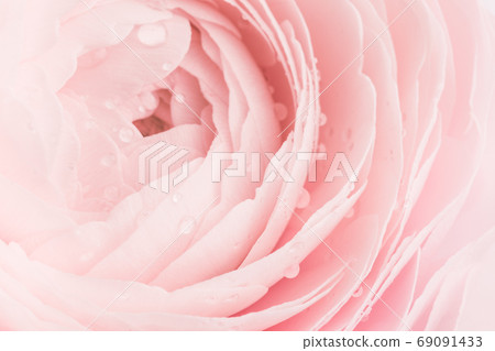 Pink colored peony or buttercup flower close up Pink colored peony or buttercup flower close up 69091433