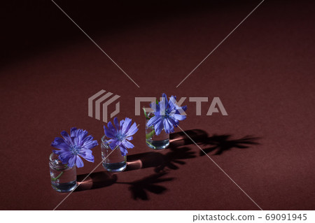 Blue chicory flowers on a brown background. 69091945