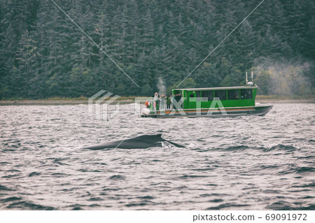 Alaska whale watching tour activity as cruise ship excursion popular tourist attraction in Juneau, USA. Summer Autumn travel destination. Dorsal fin of humpback whale diving in sea. 69091972