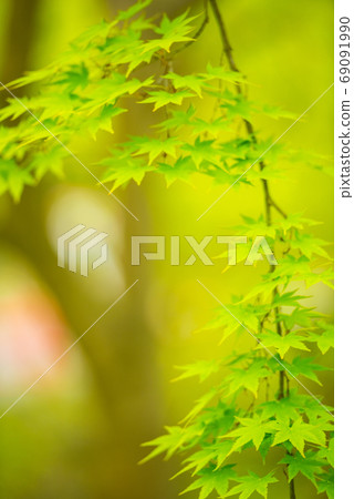 鮮綠色 鮮綠色 69091990